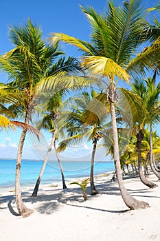 Caribbean beach with palm tree