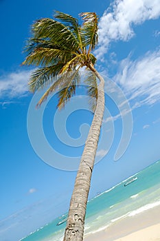 Caribbean beach with palm and white sand