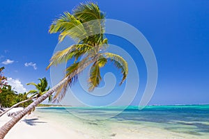 Caribbean beach in Punta Cana photo