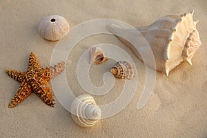 Caribbean beach sand with sea shells and starfish