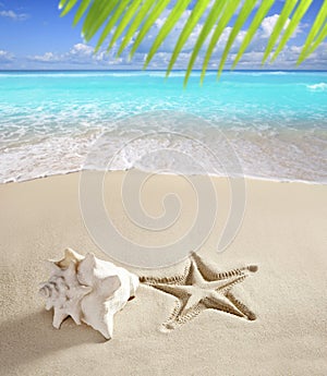 Caribbean beach starfish print shell white sand