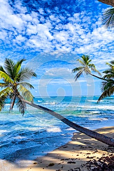 Caribbean beach. vacation concept palm trees at the blue sky