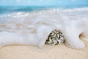 Caribbean black shells on beach