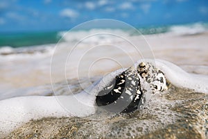 Caribbean black shells on beach