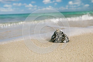 Caribbean black shells on beach