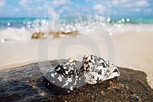 Caribbean black shells on beach