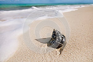 Caribbean black shells on beach