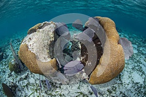 Caribbean Brain Coral and Sea Fans