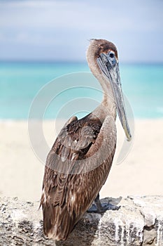 Caribbean brown Pelican posing in front of photographer by the sea