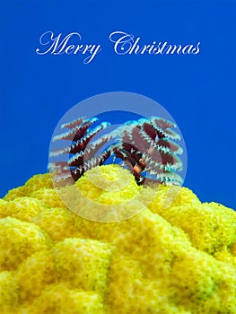 Caribbean Christmas Message photo