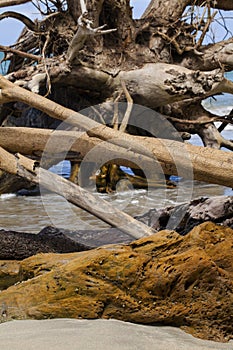 Caribbean coast nature details, Costa Rica