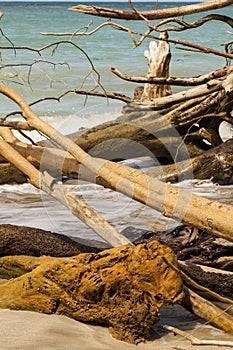 Caribbean coast nature details, Costa Rica