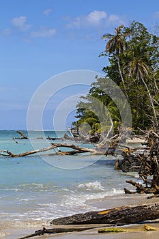 Caribbean coast nature details, Costa Rica