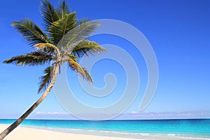 Caribbean coconut palm trees in tuquoise sea