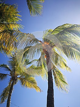 Caribbean coconut trees photo