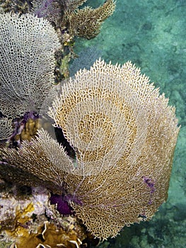 Caribbean common coral