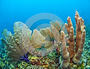 Caribbean coral garden