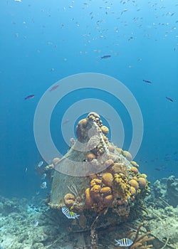 Caribbean coral garden