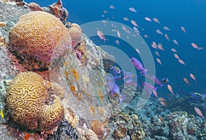 Caribbean coral garden