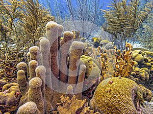 Caribbean coral garden