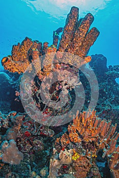 Caribbean coral garden, Bonaire