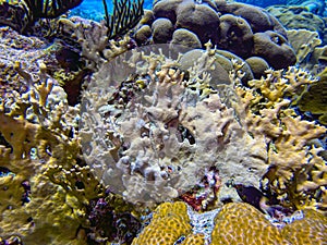 Caribbean coral garden off coast of island of Bonaire