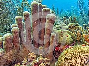 Caribbean coral garden, pillar coral photo