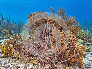 Caribbean coral garden photo