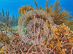 Caribbean coral garden photo