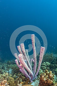 Caribbean coral reef