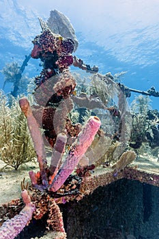 Caribbean coral reef