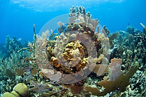 Caribbean coral reef