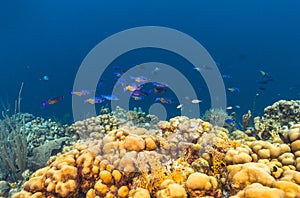 Caribbean coral reef