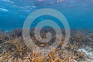 Caribbean coral reef