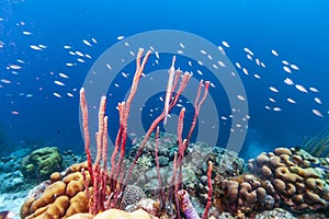 Caribbean coral reef Bonaire