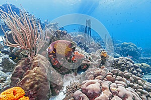 Caribbean coral reef French anglefish