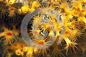 Caribbean coral reef Gorgonian coral