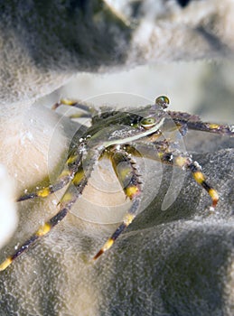 Caribbean coral reef, Nimble spray crab