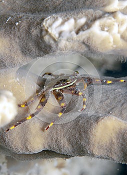 Caribbean coral reef, Nimble spray crab photo