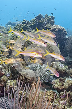 Caribbean coral reef snapper fish