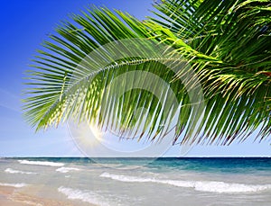 Caribbean Dream beach and palm.