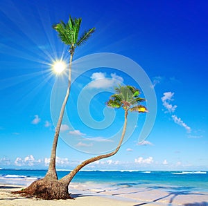 Caribbean Dream beach and palm.