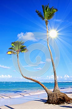 Caribbean Dream beach.