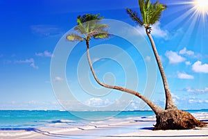 Caribbean Dream beach.