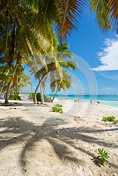 Caribbean Dream in Saona Island, Punta Cana, Dominican Republic.