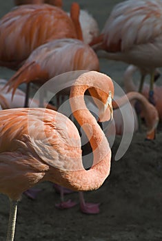 Caribbean Flamingo