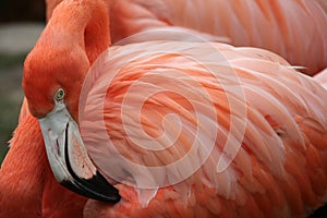 Caribbean Flamingo