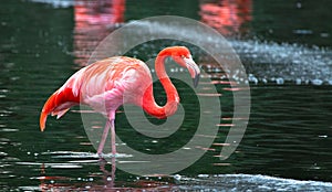 Caribbean flamingo aka American flamingo