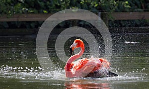 Caribbean flamingo aka American flamingo