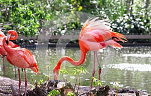 Caribbean flamingo aka American flamingo